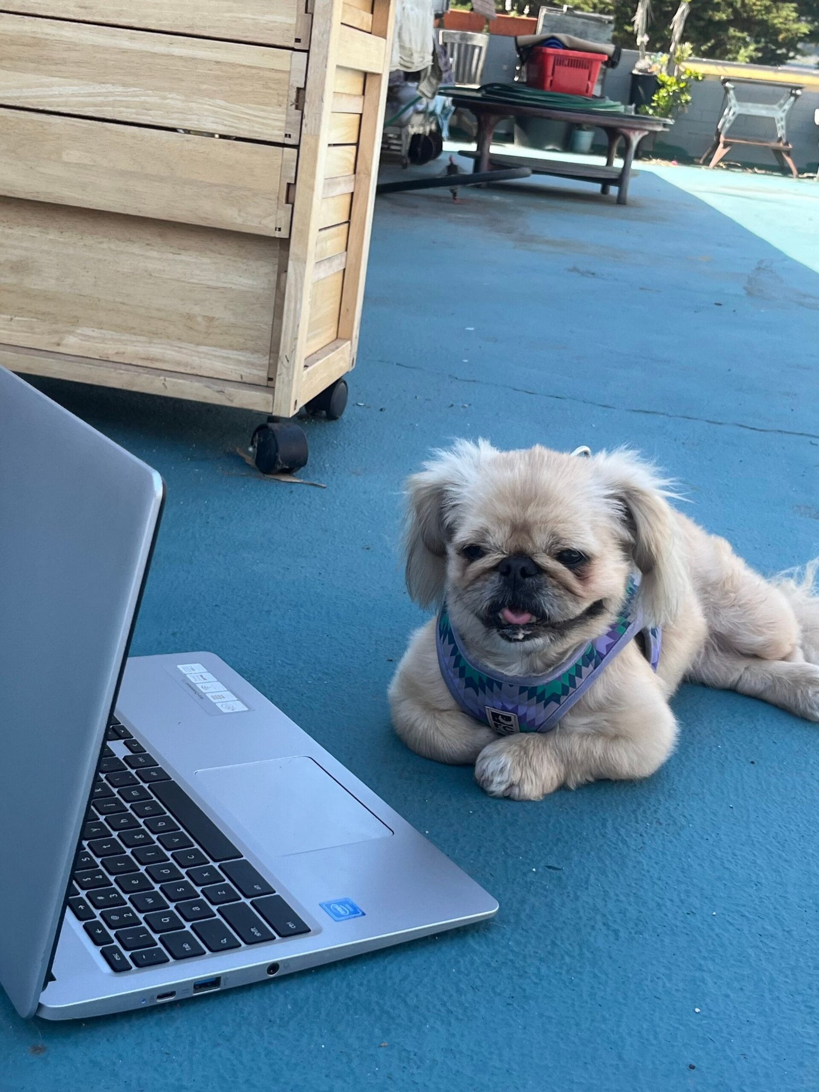 Sandy Cheeks at a PC